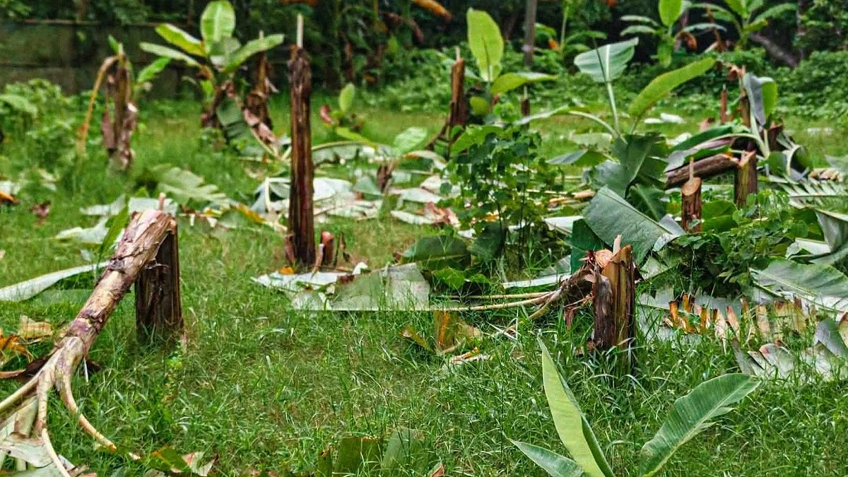গৌরনদীতে রাতের আঁধারে ৮০টি কলাগাছ কেটে ফেলার অভিযোগ