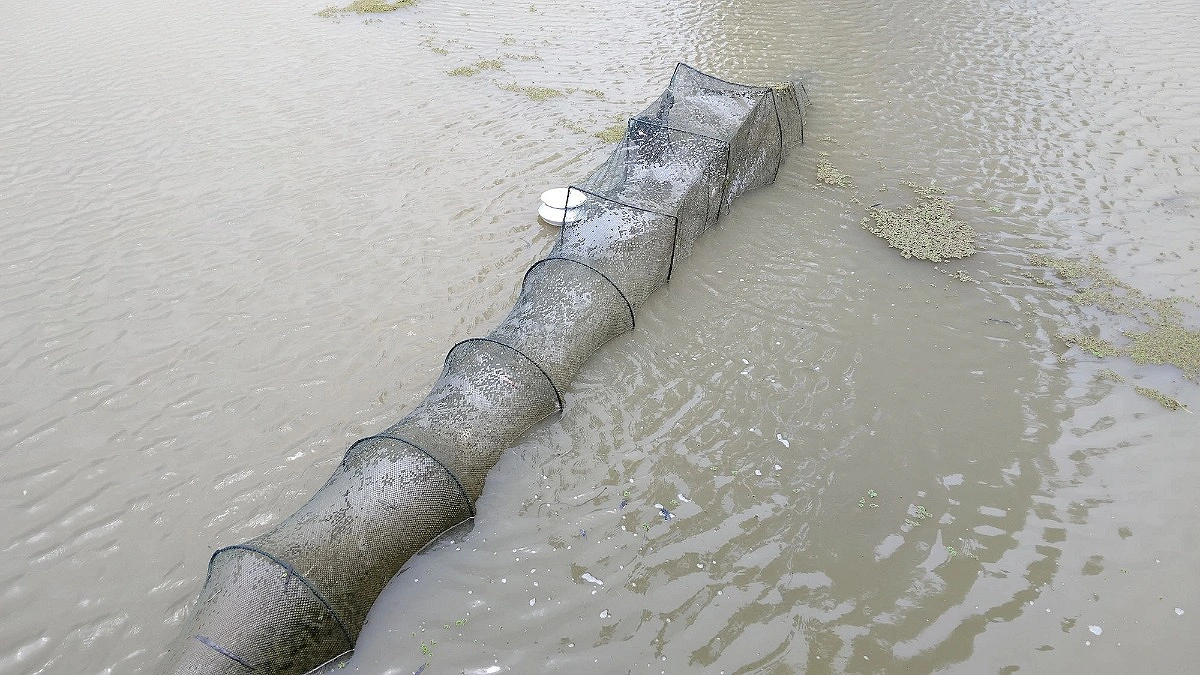 রক্তদহ বিলে রিং জালের দাপট, কমছে দেশীয় মাছ