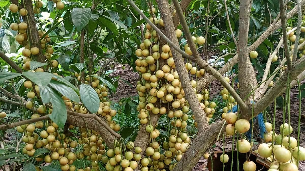 লটকন চাষ: সুবহানের হাত ধরে ফিরেছে গারো পাহাড়ের ঐতিহ্য