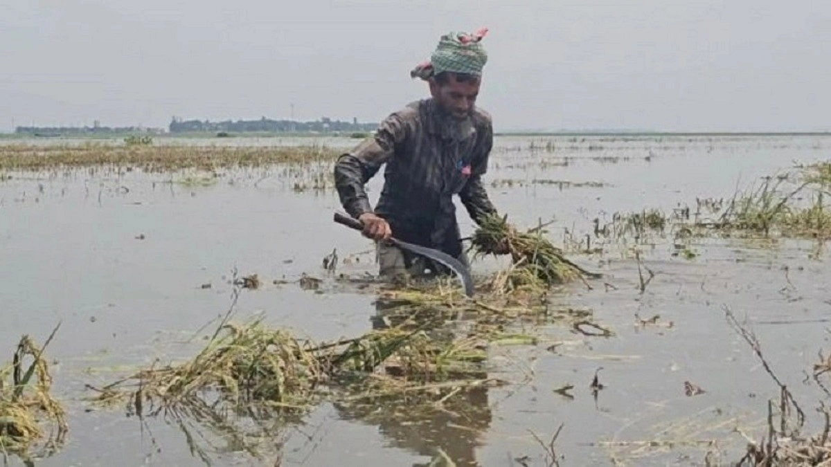 পূর্বধলায় প্রকৃত ক্ষতিগ্রস্ত কৃষক বঞ্চিত, বিতর্কিত প্রণোদনা তালিকা
