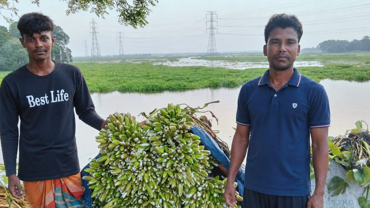 শাপলার ডাঁটায় চার পরিবারের জীবিকা