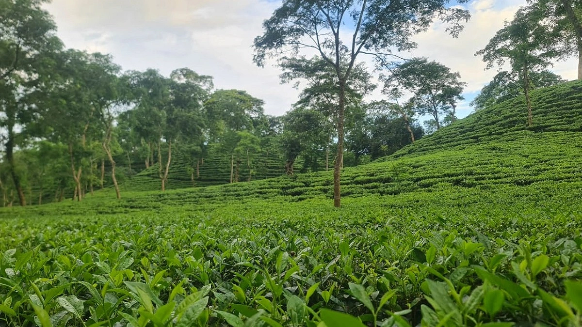 শিল্প ব্যবস্থাপনায় সম্ভাবনা ও চ্যালেঞ্জ নিয়ে জাতীয় চা দিবস আজ