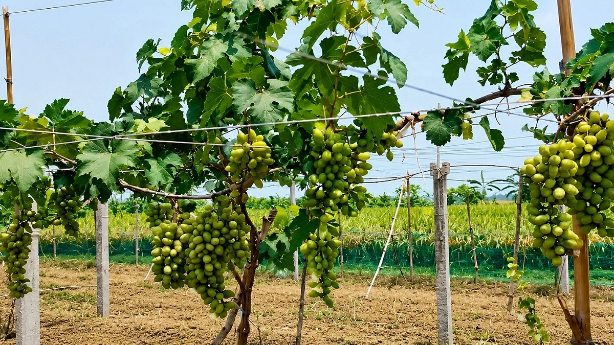 শার্শায় ইউটিউব দেখে আঙুর চাষে সাফল্য