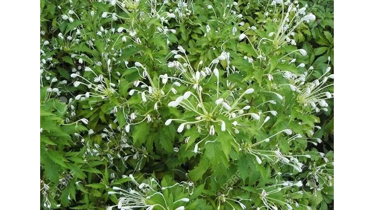 মিউজিক্যাল নোট প্ল্যান্ট