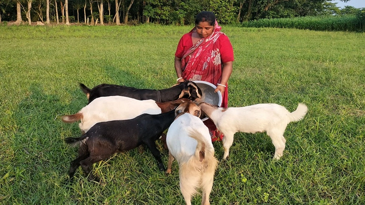 দুই ছাগল বদলে দিল রিংকুর জীবন