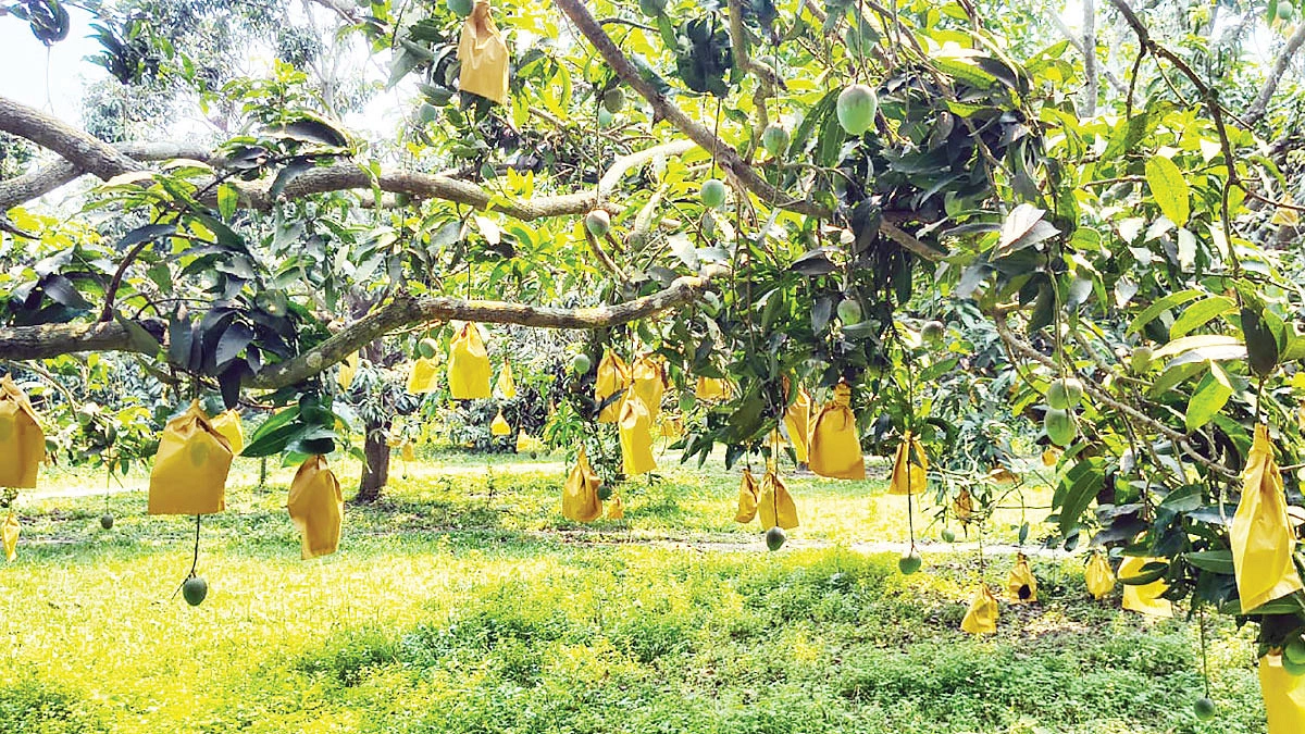 আমের বিশ্বভ্রমণ