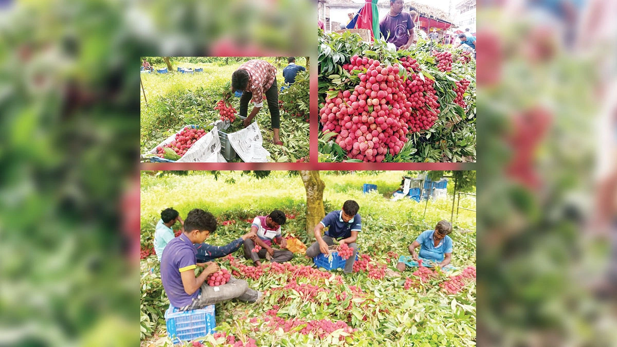 লিচুর দেশে