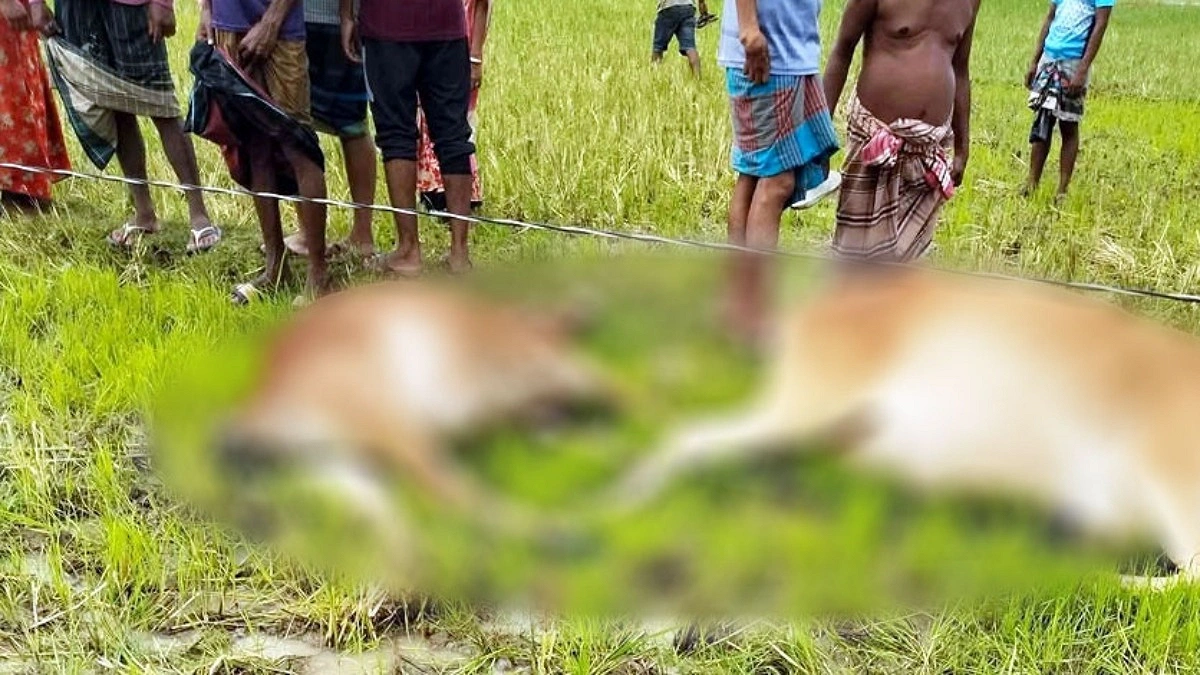 রাজশাহীতে বিদ্যুৎস্পৃষ্ট হয়ে ৭ গরু ও ২ শিয়ালের মৃত্যু