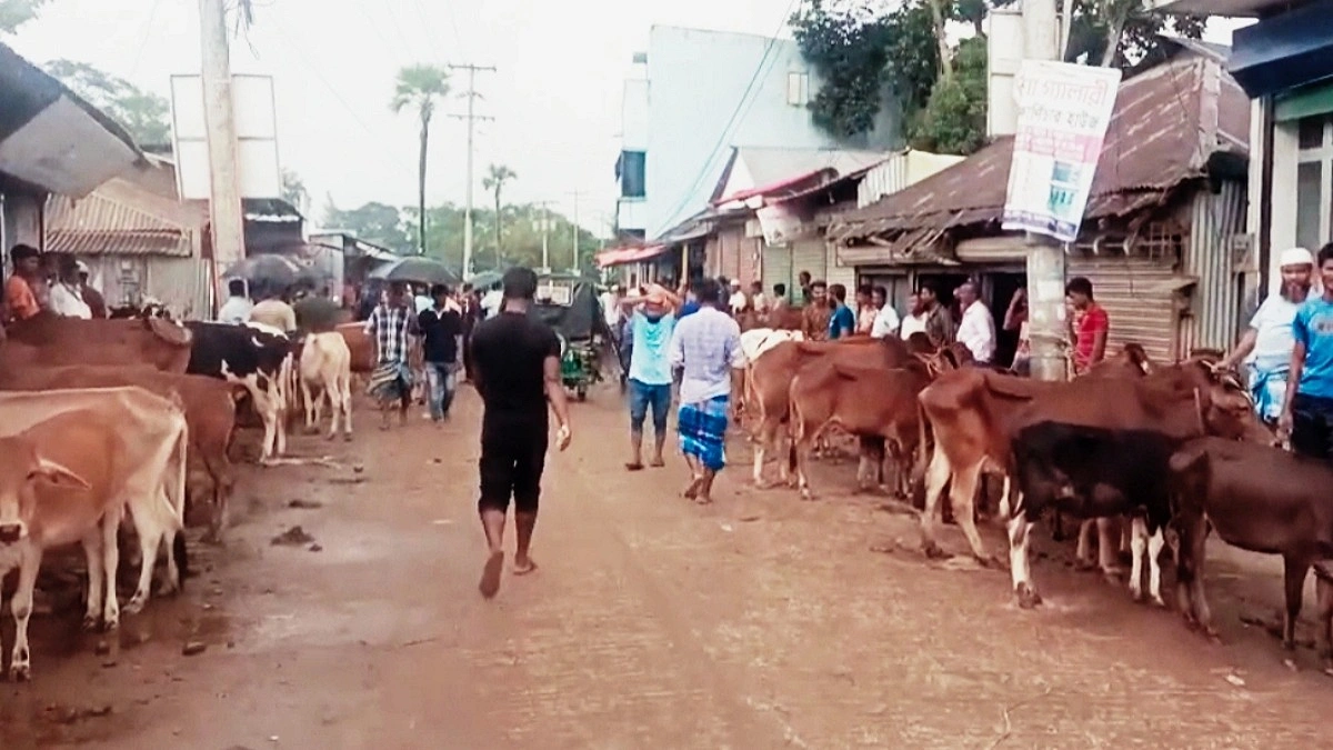 ব্যস্ততম সড়কে পশুর হাট, জনদুর্ভোগ চরমে