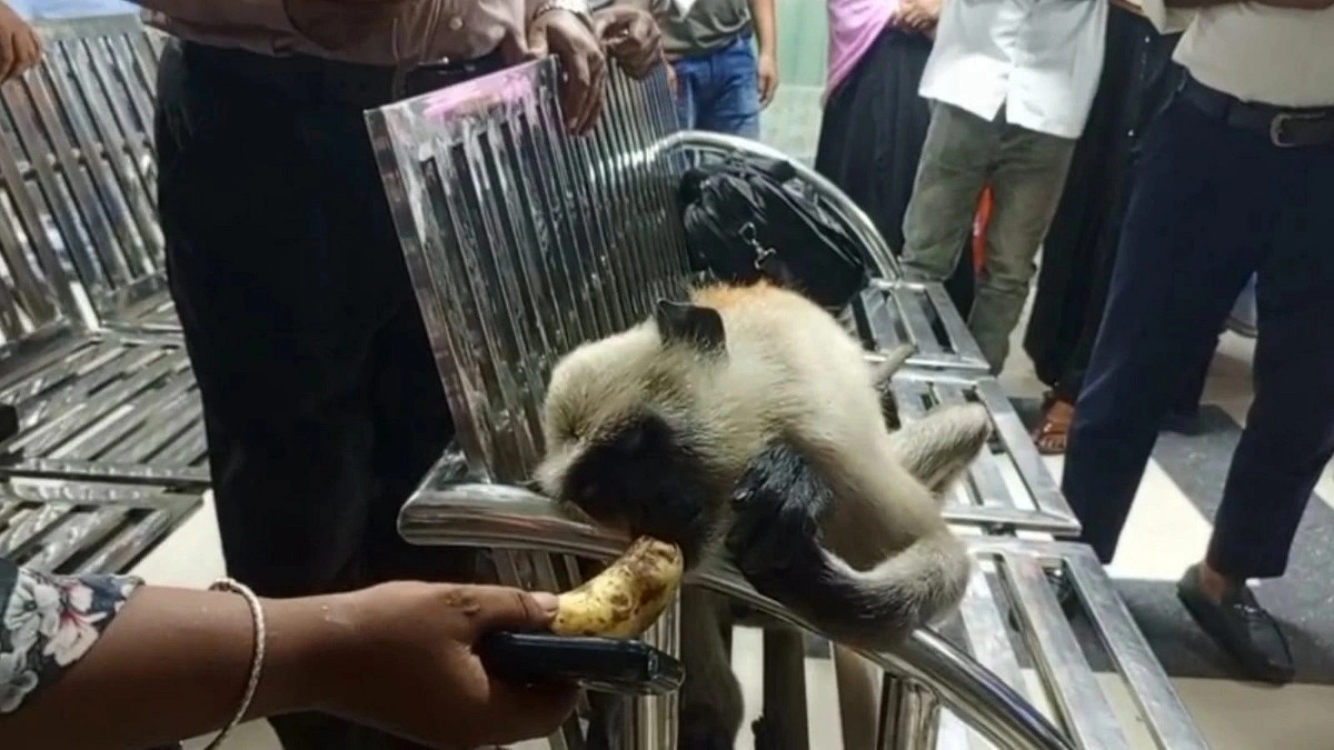 চিকিৎসার খোঁজে ক্লিনিকে আহত হনুমান, মাথা নিচু করে বসে ছিল বেঞ্চে