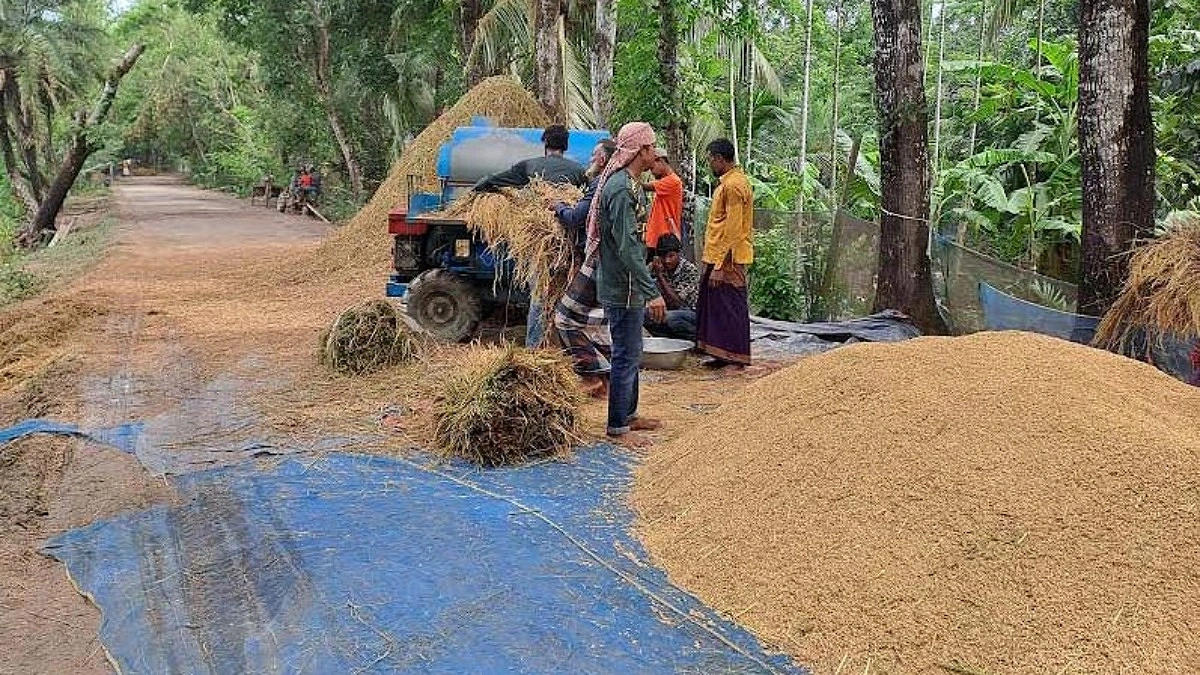 বস্তা সংকটে শরণখোলায় ধান সংগ্রহে ধীরগতি, বিপাকে চাষিরা