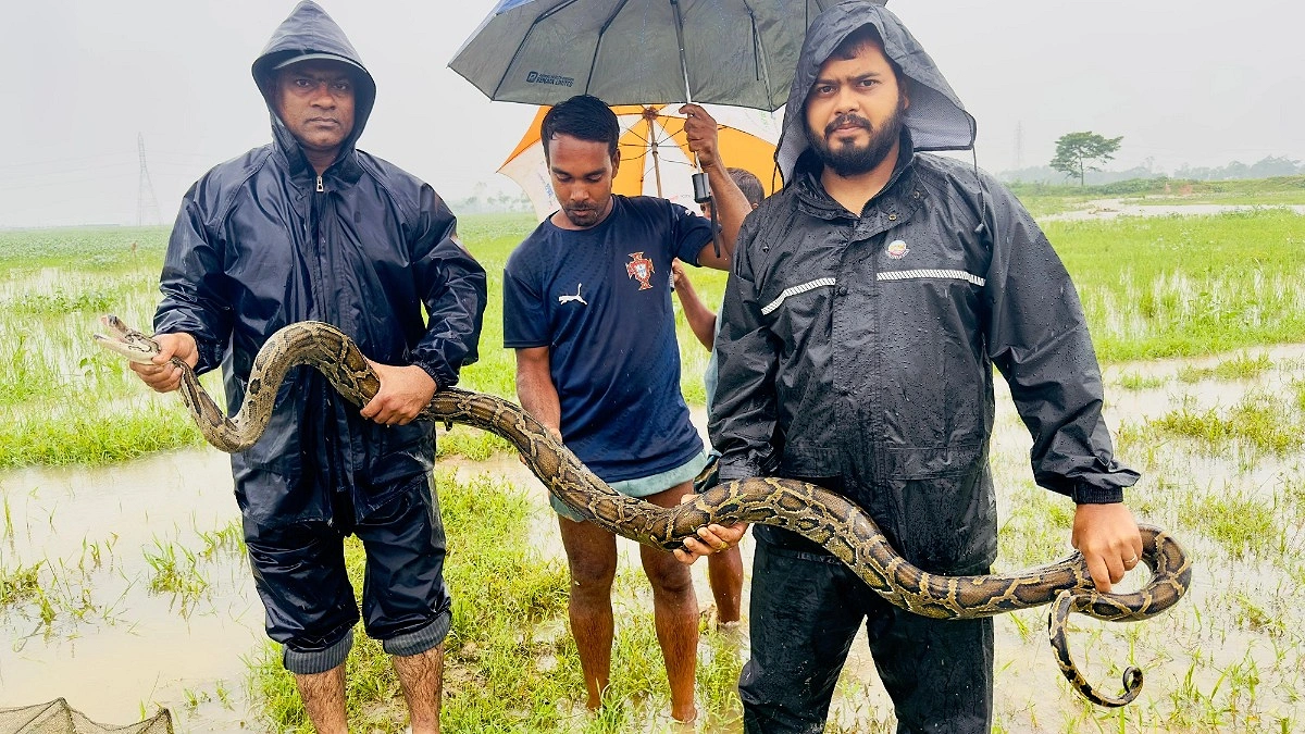 শ্রীমঙ্গলের হাইল হাওরে মিলল ১০ ফুটের অজগর