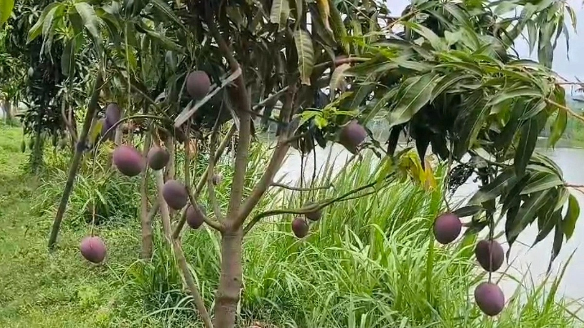 ঘেরের পাড়ে বিদেশি আমের স্বপ্নবাগান