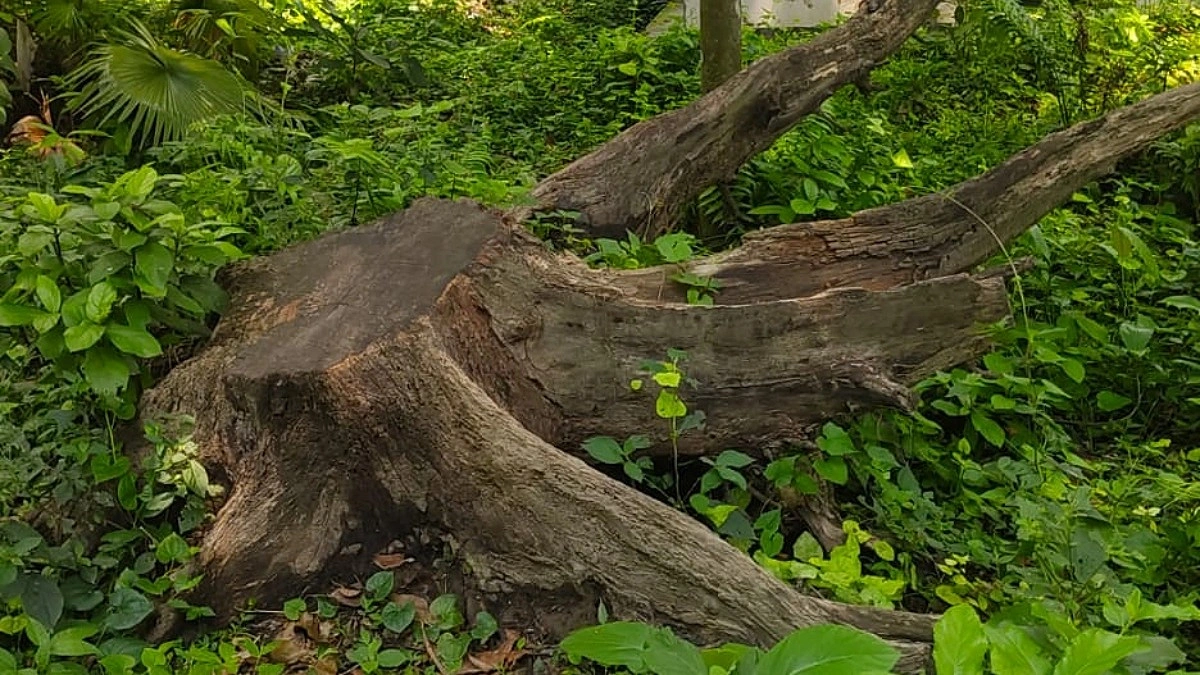 টেন্ডার ছাড়াই হাসপাতালের গাছ বিক্রির অভিযোগ