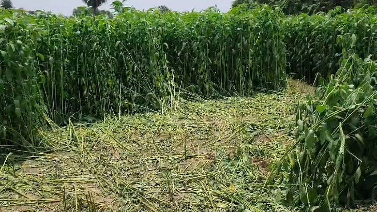 ফরিদপুরে ব্যবসায়ীসহ দুজনের মরদেহ উদ্ধার