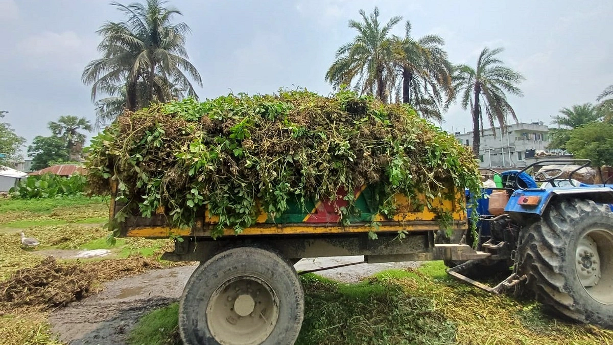 পদ্মার চরে চিনাবাদাম চাষ