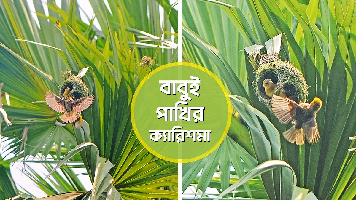 নির্মাণশিল্পীর নাম ‘বাবুই পাখি’