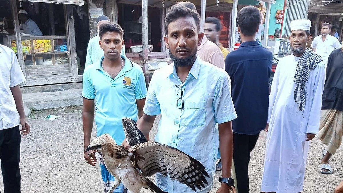 শরণখোলায় অসুস্থ তিলা ঈগল উদ্ধার
