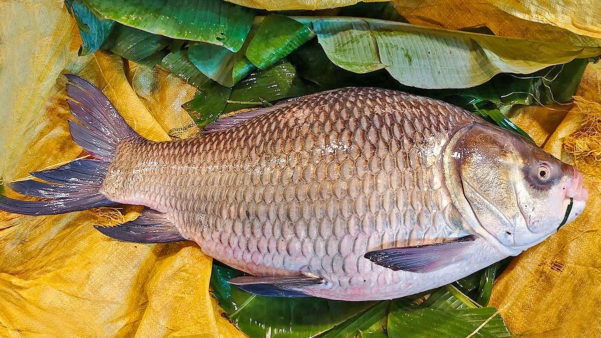 বড়শিতে কর্ণফুলী থেকে ১৪ কেজি কাতলা, দাম ১৭ হাজার