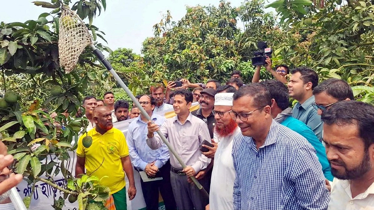 আনুষ্ঠানিকভাবে হাঁড়িভাঙা আমের বাজারজাত শুরু