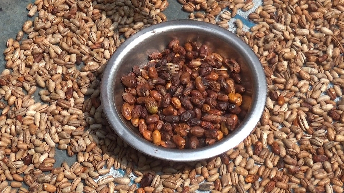 খেজুরের বীজ থেকে তৈরি হচ্ছে কফি