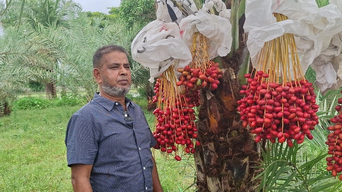 মরুভূমির খেজুর এবার বাগেরহাটে