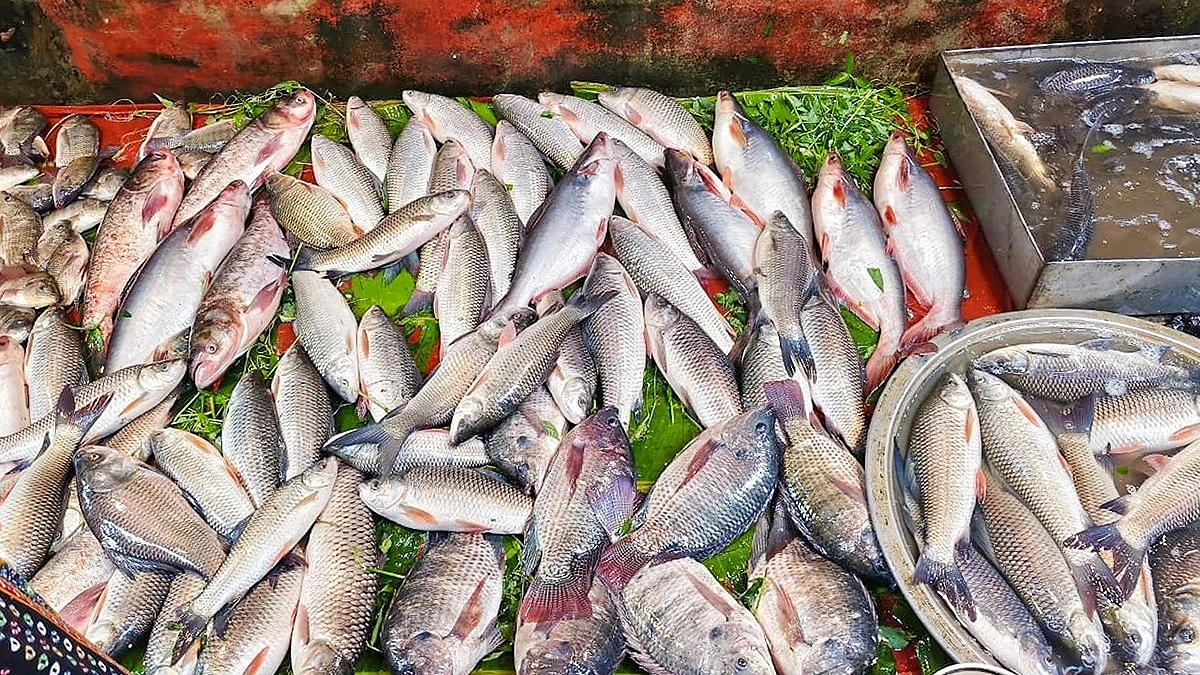 সাগরের সরবরাহের সঙ্গে বেড়েছে পুকুরের মাছ