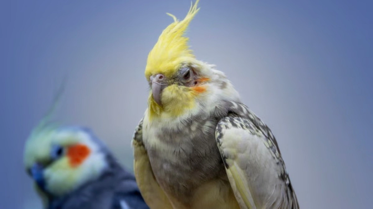 পাখিদের যৌন আচরণ নিয়ে চমকপ্রদ তথ্য, ভাঙল দীর্ঘদিনের ধারণা
