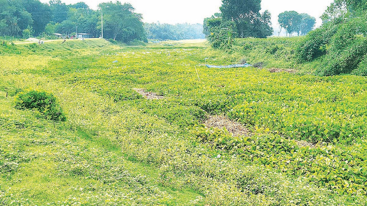 কেউ শোনে না কাজলার কান্না