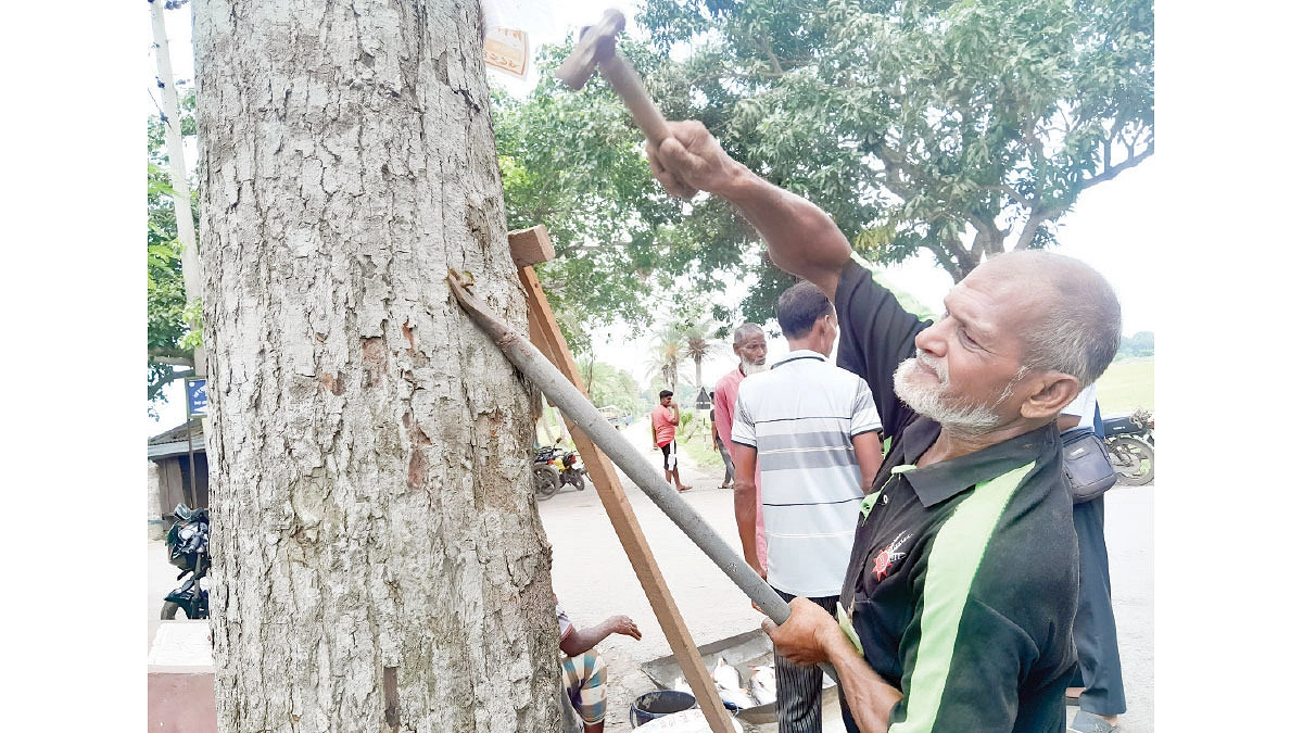 গাছ থেকে পেরেক তোলেন ওয়াহিদ