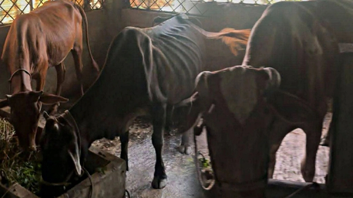 গরু ফিরে পেতে ৫০ হাজার টাকা পুরস্কার ঘোষণা বিএনপি নেতার