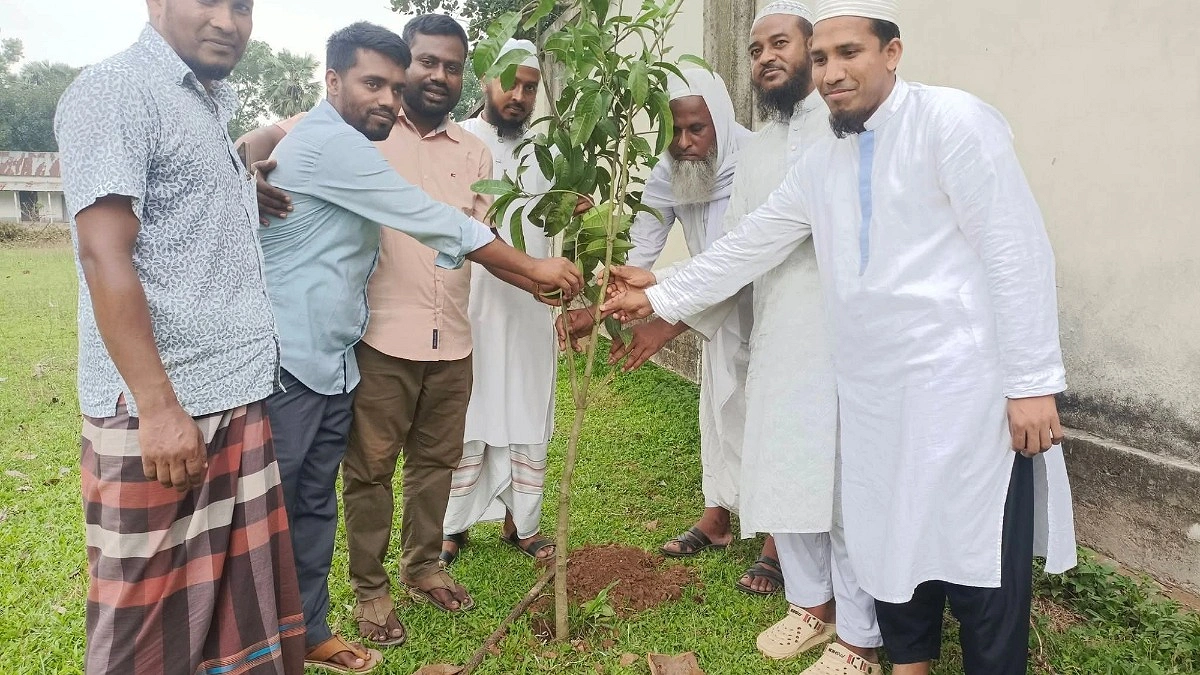 চার যুগের রেইন্ট্রি গাছ কাটায় বিতর্ক, রোপণ করা হলো ১০০ চারা