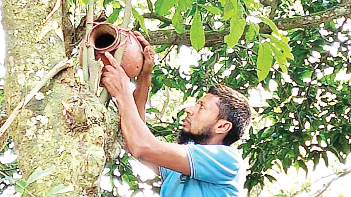 পাখির জন্য আহম্মদ উল্ল্যাহ