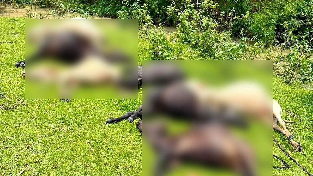 বজ্রপাতে চা শ্রমিকদের ১৩ গরু ও এক মহিষের মৃত্যু