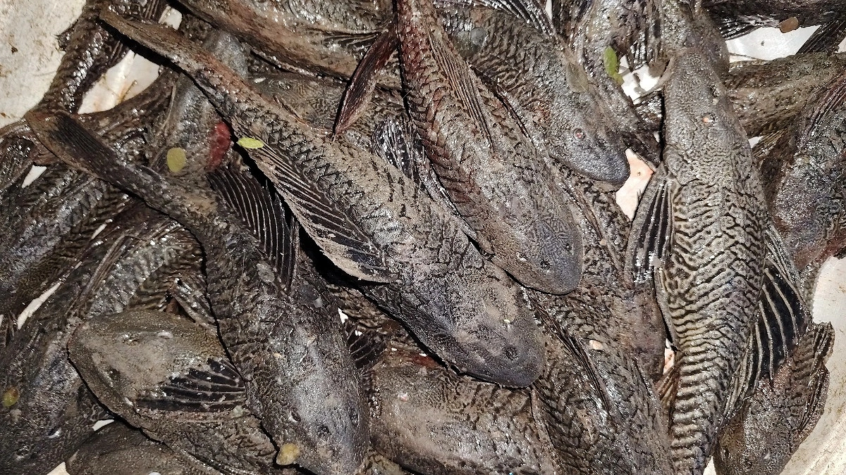 জালে মাছ নয়, উঠছে নদী গিলে খাওয়া সাকার ফিশ