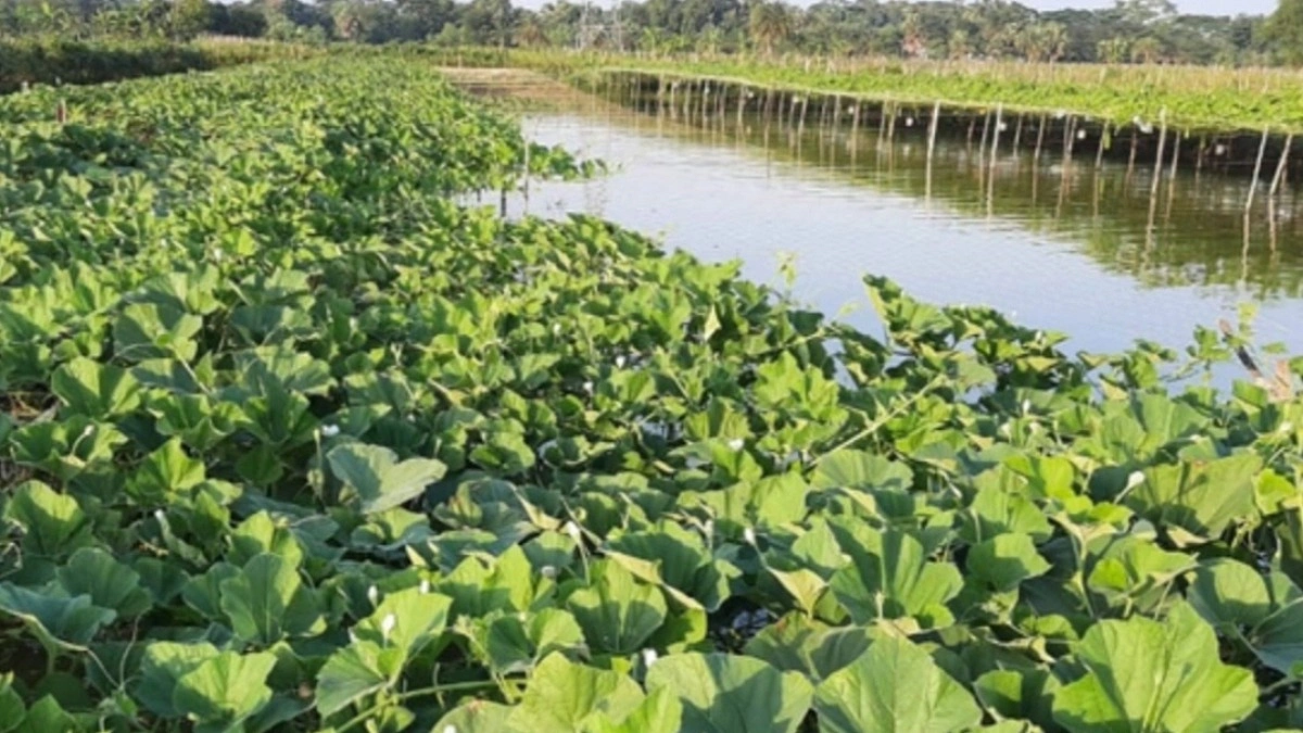 ঘেরের ভেড়িতে সবজি চাষে বাড়ছে কৃষকের আয়