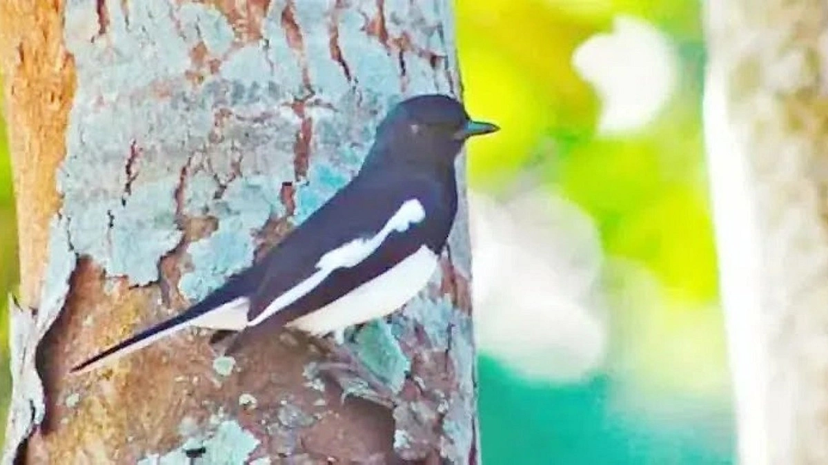 হারিয়ে যাচ্ছে জাতীয় পাখি দোয়েল!