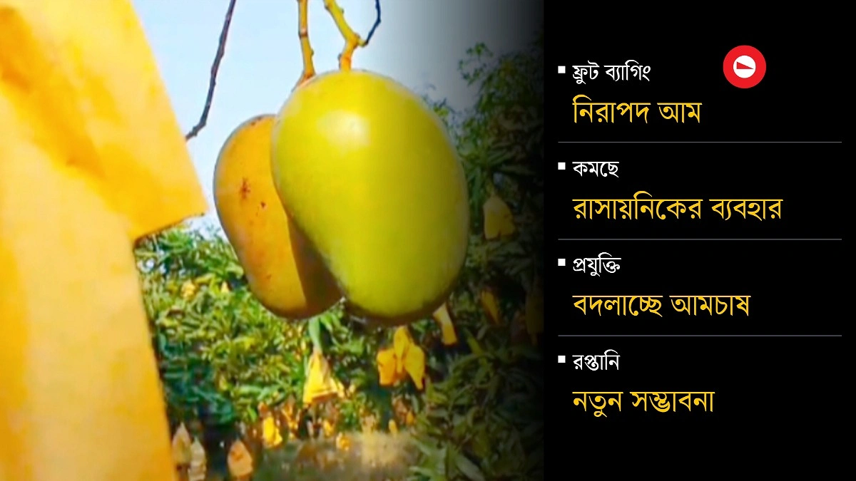 ফ্রুট ব্যাগে আম, বদলে যাওয়ার নাম ময়েনউদ্দীন