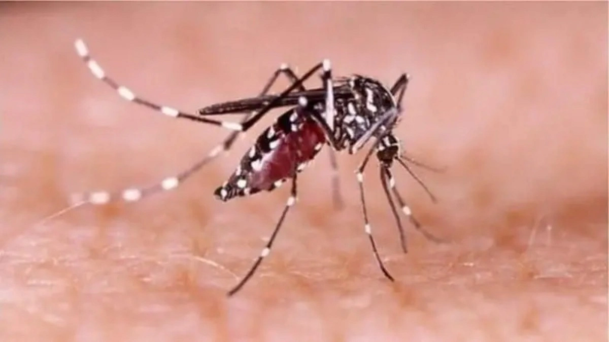 ডেঙ্গু বাড়ছে, আক্রান্তের ৫৭ শতাংশই তরুণ