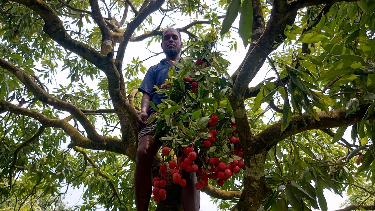 গাছ থেকে চলছে লিচু পাড়ার কাজ