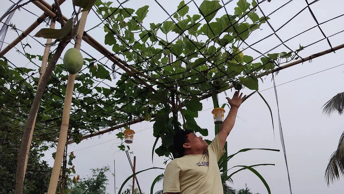 শখ থেকে স্বনির্ভরতা, ছাদবাগানে ফলছে নিরাপদ খাদ্য