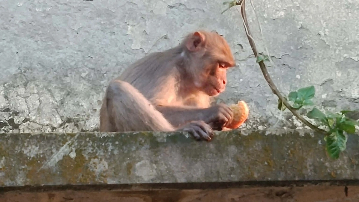 খাবারের খোঁজে লোকালয়ে বনের তিন বানর