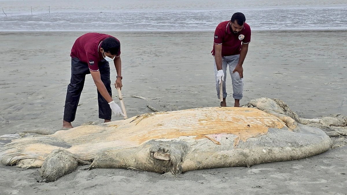 কুয়াকাটা সৈকতে ভেসে এলো ৫৬ ফুট মৃত তিমি