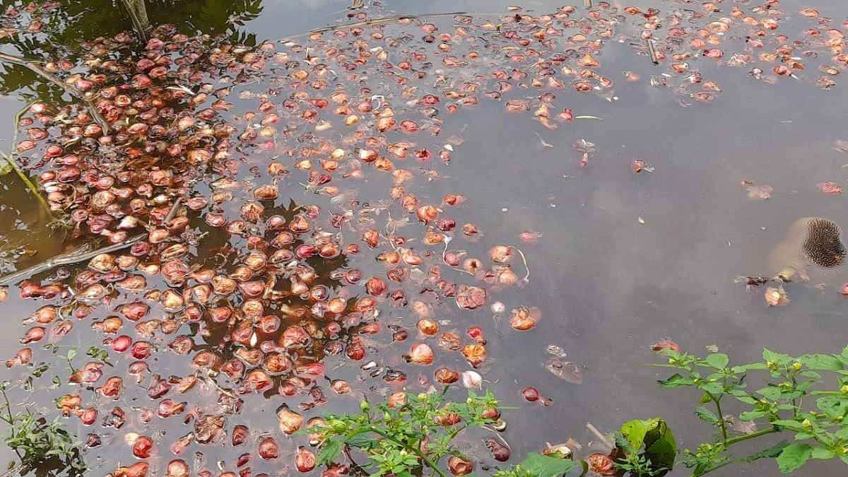 লোকসানে পুকুরে পেঁয়াজ ফেলছেন কৃষকেরা