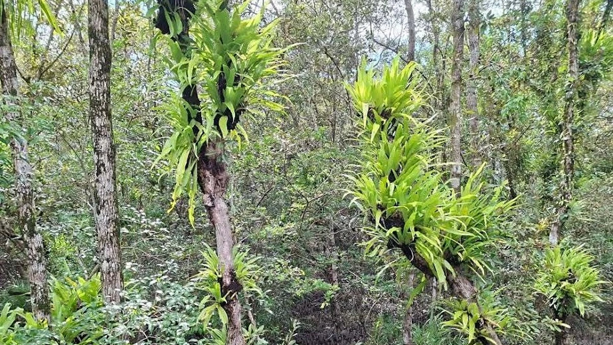 মহাসংকটে সুন্দরবনের সুন্দরী
