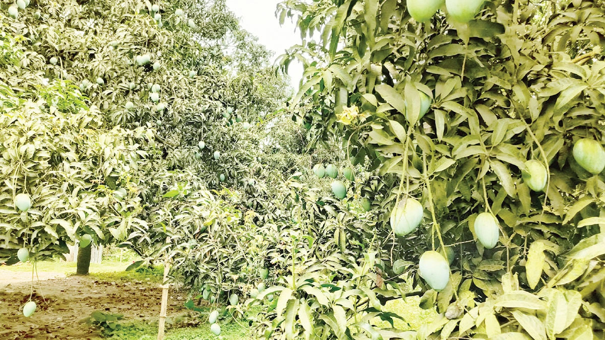 ‘ঢলন’ প্রথায় ডুবছেন আমচাষিরা