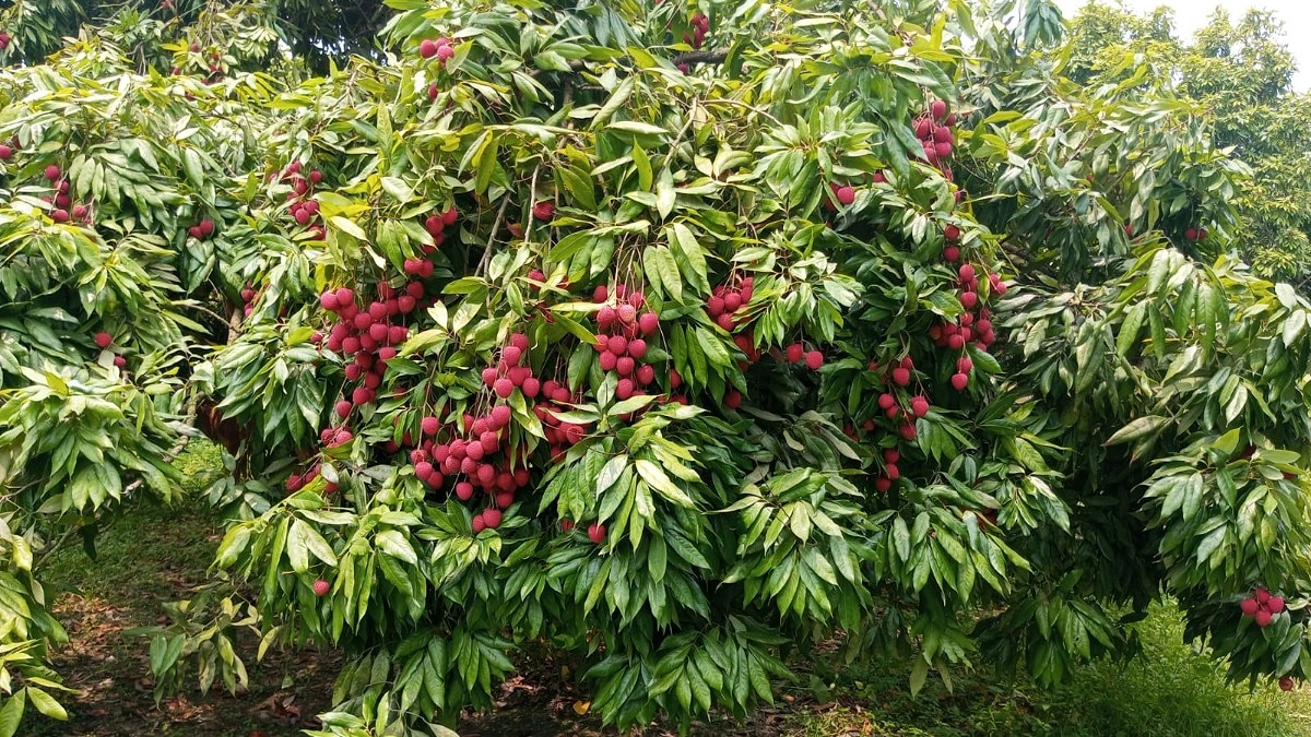 গাছে ঝুলছে টসটসে লিচু
