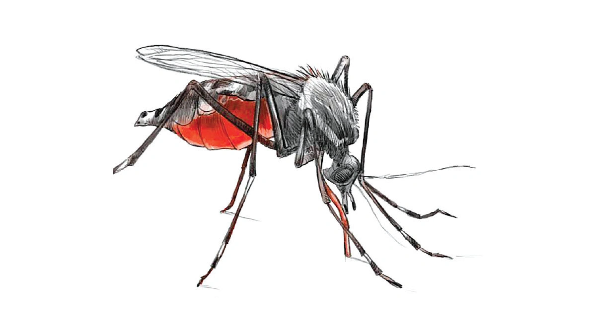 ডেঙ্গু জ্বর: লক্ষণ ও প্রতিরোধ