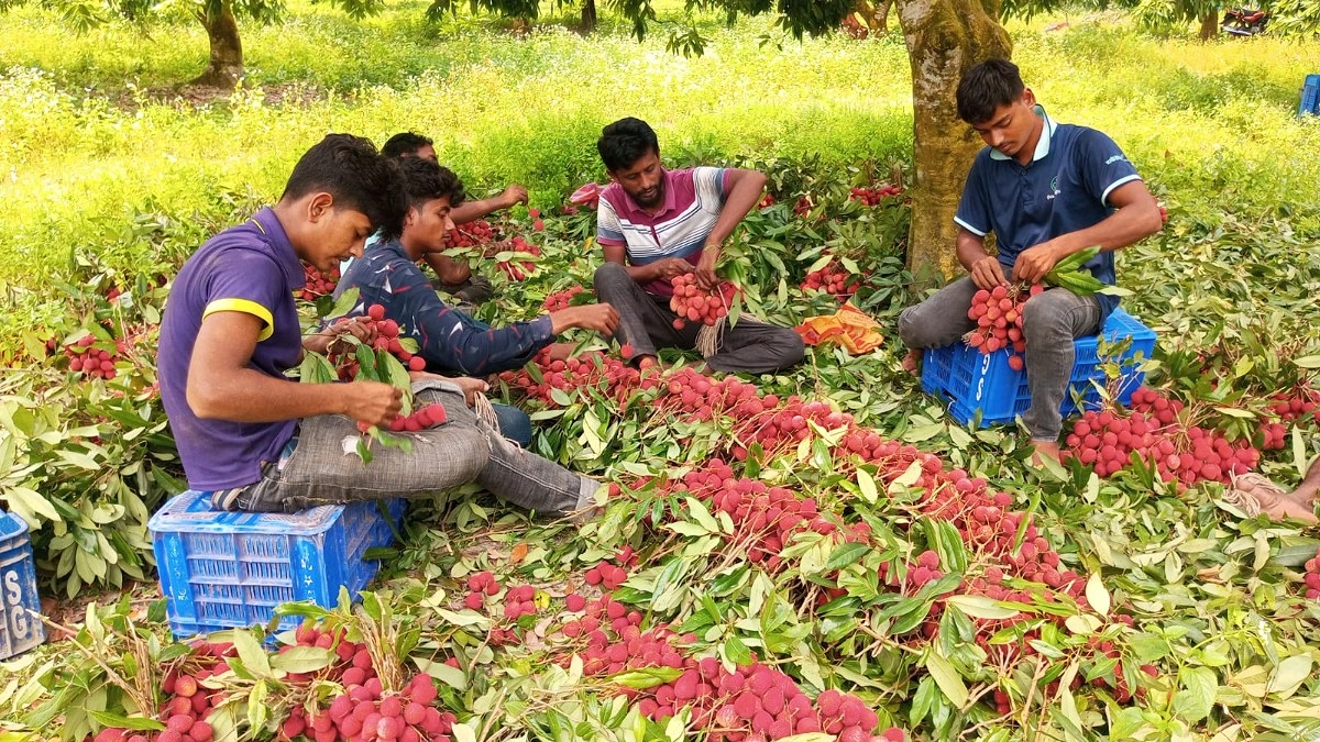 গুনে আটি বাঁধা হচ্ছে লিচু