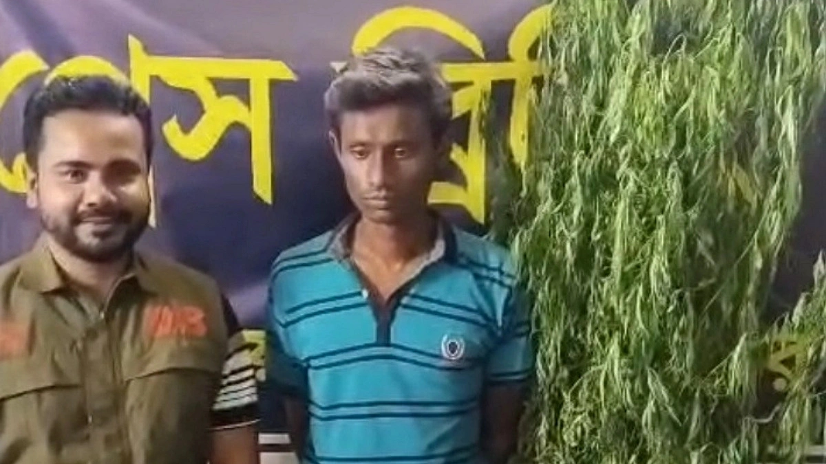 যশোরে নার্সারিতে গাঁজা চাষ, গ্রেপ্তার ১